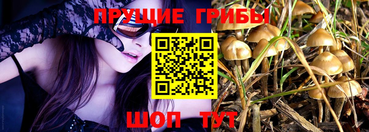 Галлюциногенные грибы Cubensis Свободный
